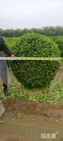 冠幅150厘米卫矛球