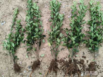 高度50厘米大叶黄杨