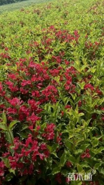 高度40厘米红王子锦带