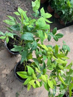 高度15厘米火焰南天竹