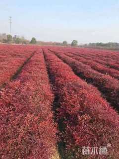 高度40厘米南天竹