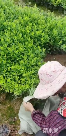 高度30厘米杜鹃