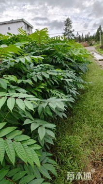 高度150厘米香椿小苗