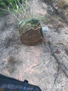 高度50厘米狗牙花