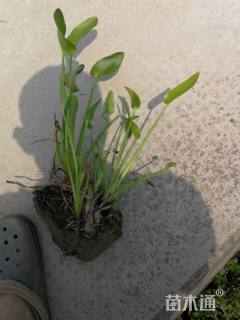 高度15厘米黑三棱