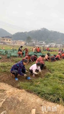 高度15厘米细叶麦冬草