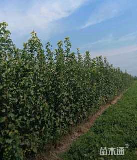 7公分梨树