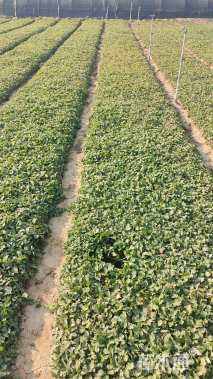 高度10厘米三叶委陵菜