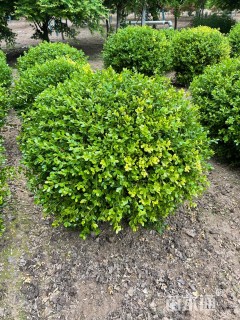 冠幅70厘米小叶黄杨球