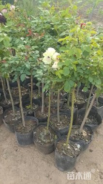 高度50厘米高杆月季