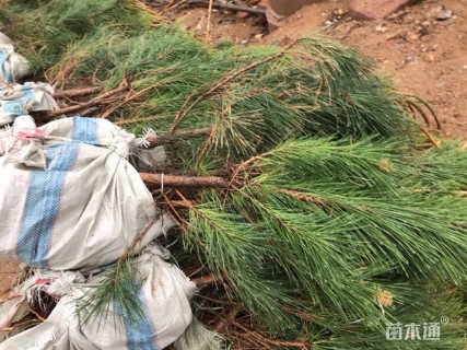 高度30厘米黑松小苗