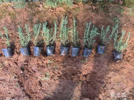 高度30厘米绣球