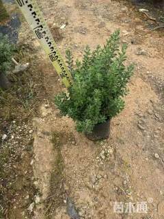 高度40厘米玉芙蓉