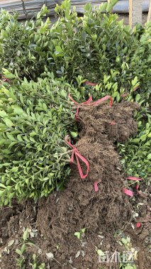 高度40厘米黄杨