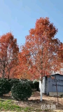 12公分美国红枫