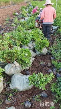 高度40厘米红瑞木