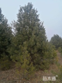 高度400厘米白皮松