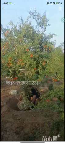 高度300厘米石榴