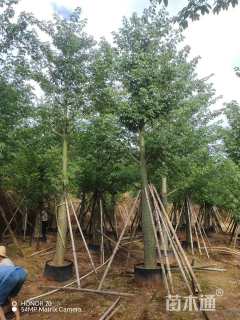 18公分大腹木棉