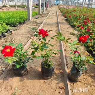 高度18厘米月季