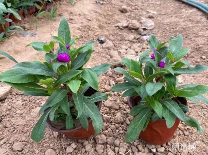 高度15厘米千日红