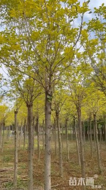 12公分白蜡