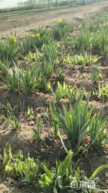 高度20厘米德国鸢尾