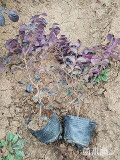 高度40厘米红花继木