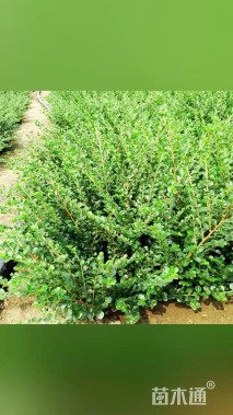 高度40厘米平枝栒子