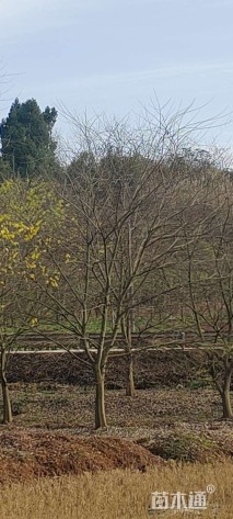 23公分朴树