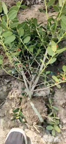 0.1公分无刺枸骨