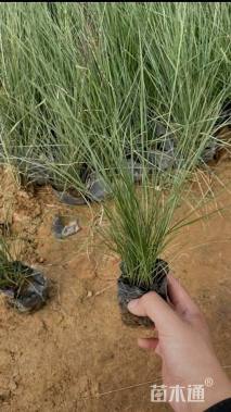 高度25厘米粉黛乱子草