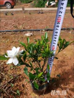 高度30厘米中叶栀子