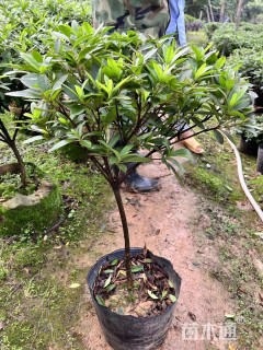 高度100厘米毛鹃