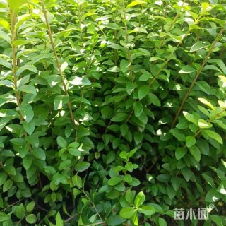 高度40厘米金叶女贞小苗
