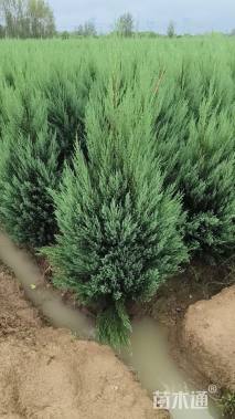 高度50厘米圆柏