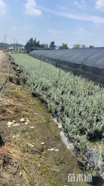 高度30厘米水果兰