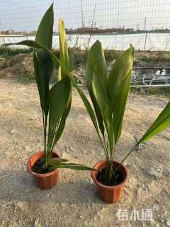 高度50厘米一叶兰