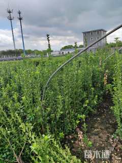 高度120厘米大叶黄杨