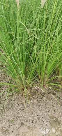 高度80厘米蒲苇