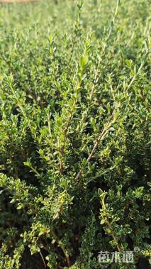 高度35厘米六月雪