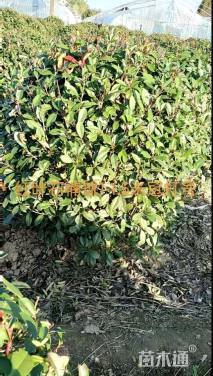 冠幅120厘米红叶石楠球