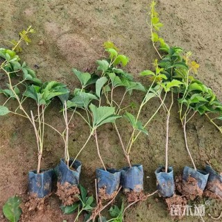 35厘米五叶地锦