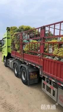 高度25厘米亮晶女贞小苗