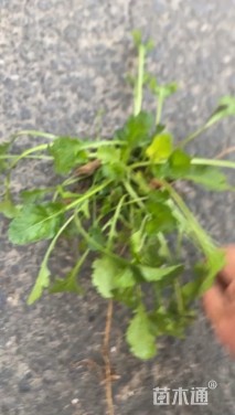 高度15厘米大滨菊