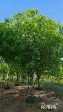 10公分红花玉蕊