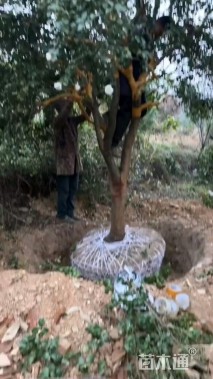 高度400厘米茶梅