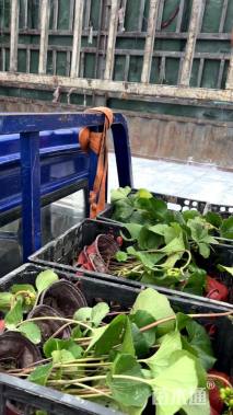 高度35厘米红花继木