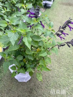 高度30厘米深蓝鼠尾草