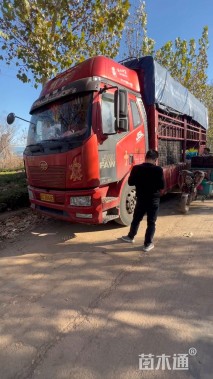 高度31厘米珍珠梅